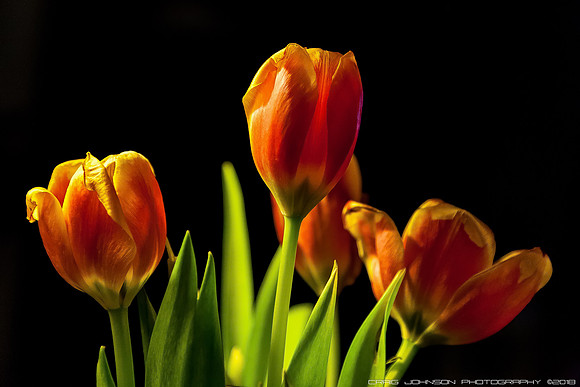 _MG_5234-Edit